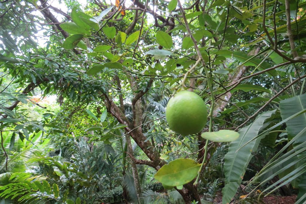 Apartamento Karibu Manuel Antonio Værelse billede