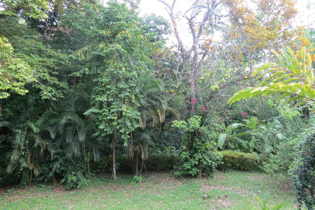 Apartamento Karibu Manuel Antonio Værelse billede