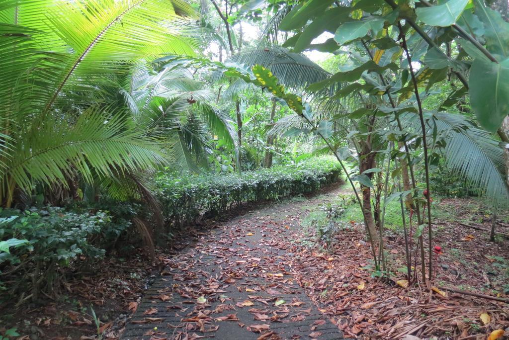 Apartamento Karibu Manuel Antonio Værelse billede